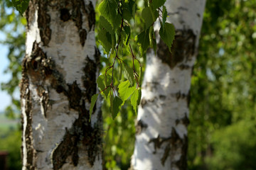 Birch branch with foliage and earrings on a background of white trunks