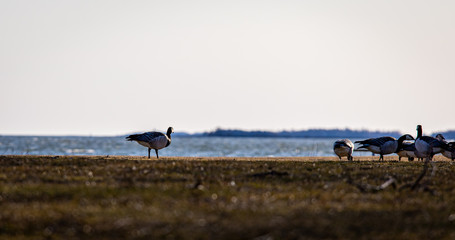 goose on grass