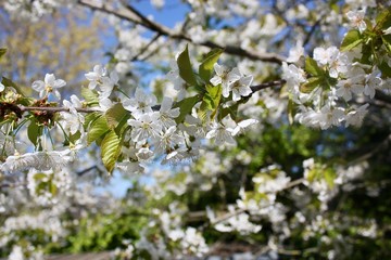 blossoming cherry tree in spring