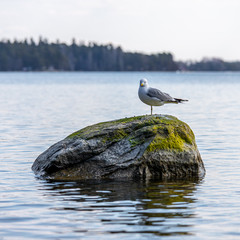 seagull on a rock