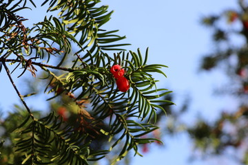 Branch of a yew tree with red berries, closeup with copy space on the right