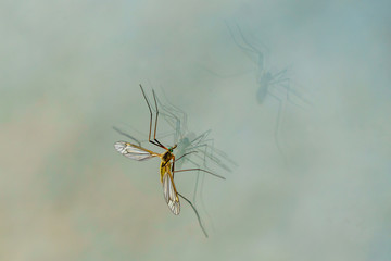 plan rapproché d'un Tipula accroché sur une vitre qui projette sa double ombre