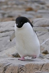 Clumsy adelie penguin walking, closeup in penguin colony, Antarctica