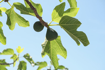 Green italian figs plant leaves branch blue sky background,fico of cilento 