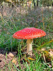 red mushroom in the forest