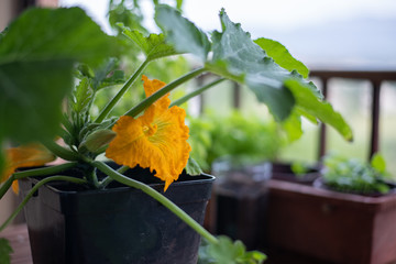 Growing vegetables on the balcony at home. Edible yellow  flowers on the zucchini plant