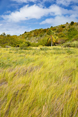 Tropical Green Landscape, Antigua