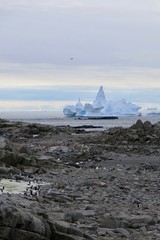 Adelie penguin colony with castle shaped iceberg, Antarctica, Red Rock Ridge