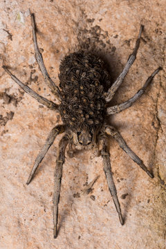 mother wolf spider (Lycosa hispanica) with babies