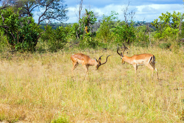 Naklejka na ściany i meble Duel of impala males for females