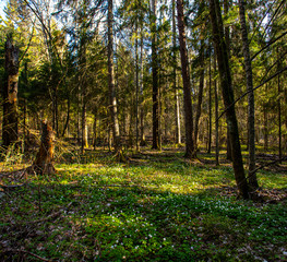 spring in the forest