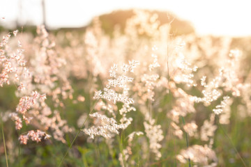 Soft flowers grass bokeh blossoms in the meadow with the orange sunset in the evening. And blur there is a hill in the back.