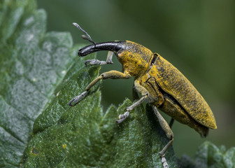 lixus algirus beetle Malva sylvestris