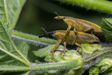 lixus algirus beetle Malva sylvestris