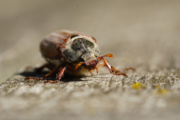 May Beetle Approaching