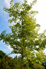 Fototapeta premium Ginkgo im Botanischen Garten in Gütersloh in NRW, Ginkgobaum, Ginkgo biloba