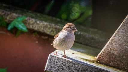 sparrow on a feeder