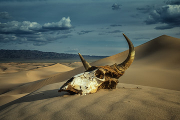 Bull skull in sand desert and storm clouds