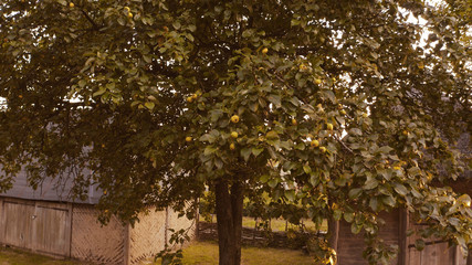 Close-up apple tree and rural buildings on the background. Few apples on the tree.