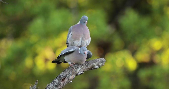 Accouplement de pigeon ramier (columba palumbus)