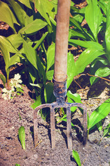 Garden tools. Pitchfork stuck in the ground. Preparation for digging up the garden. Vertical photograph.