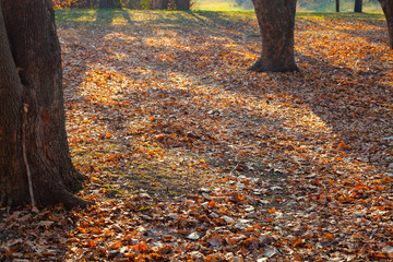 Beautiful autumn park.