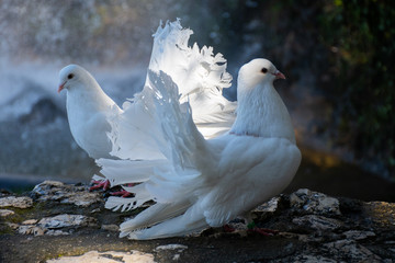 White beautiful pigeons, dove standing near waterfall in nature