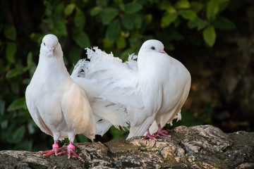 White beautiful pigeons, dove standing near waterfall in nature