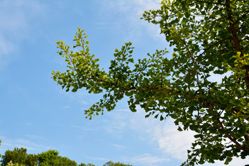 Junge Blätter vom Ginkgobaum, Ginkgo im Botanischen Garten in Gütersloh in NRW, Ginkgobaum, Ginkgo biloba
