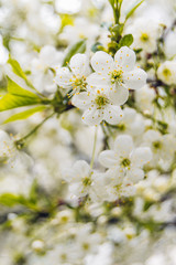 Fototapeta na wymiar cherry tree blossom. spring tree blossom