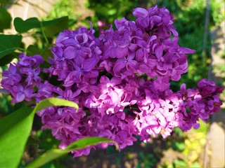 purple lilac flowers in the garden