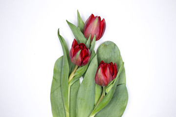 Beautiful tulips. Red peony tulips. Peony tulips from the garden. Blooming peony tulips. Isolated on a white background.