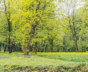 spring trees in the park