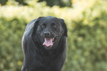 Schwarzer Hund  - Labrador