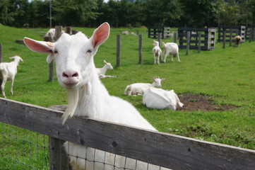Fototapeta premium 北海道のヤギ