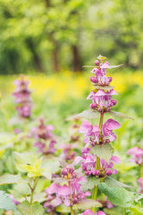 Obraz premium pink flowers in the spring garden