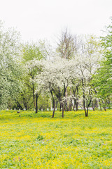 Obraz premium spring landscape with yellow flowers