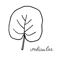 hand drawn doodle leaf. Black shape with different forms. orbicular Leaf