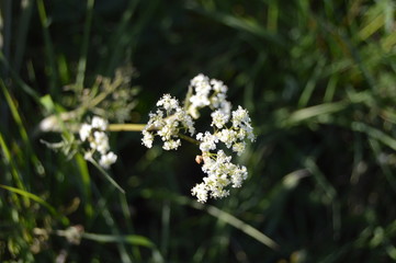 Wild flowers in the forest