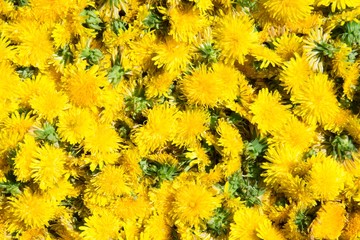 Yellow flowers background. Flowering dandelions