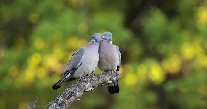 couple de pigeon ramier (columba palumbus) se faisant des c&acirc;lins