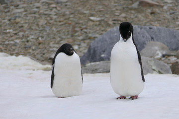 Obraz premium Adelie penguins sitting on snow, Antarctica