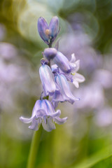 Blue bells, photographed with a vintage lens