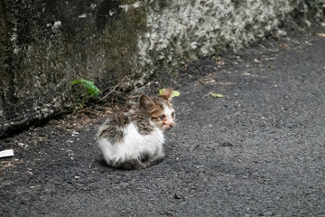 little young stray cat sit