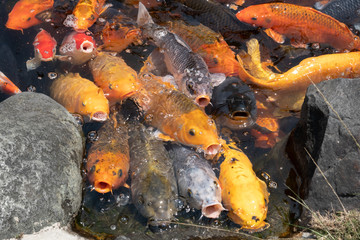 golden fish open mouth wait for feeding