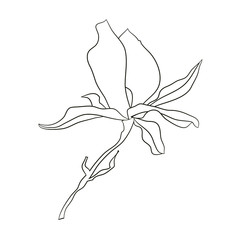 Flower element of magnolia blooming for graphic design. Fit for decorate cards, logo, posters, stickers, packing, social media, prints textile. Stock vector  illustration. Isolated on white background