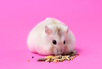Dwarf fluffy hamster eats grain on pink background, front view