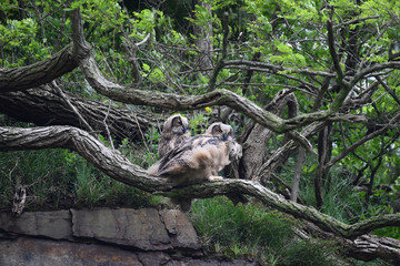 Eagle owl lives in Yonggye-ri, Buan-gun, South Korea. 