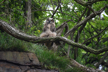 Eagle owl lives in Yonggye-ri, Buan-gun, South Korea. 