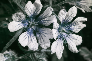 Flower in Ultraviolet